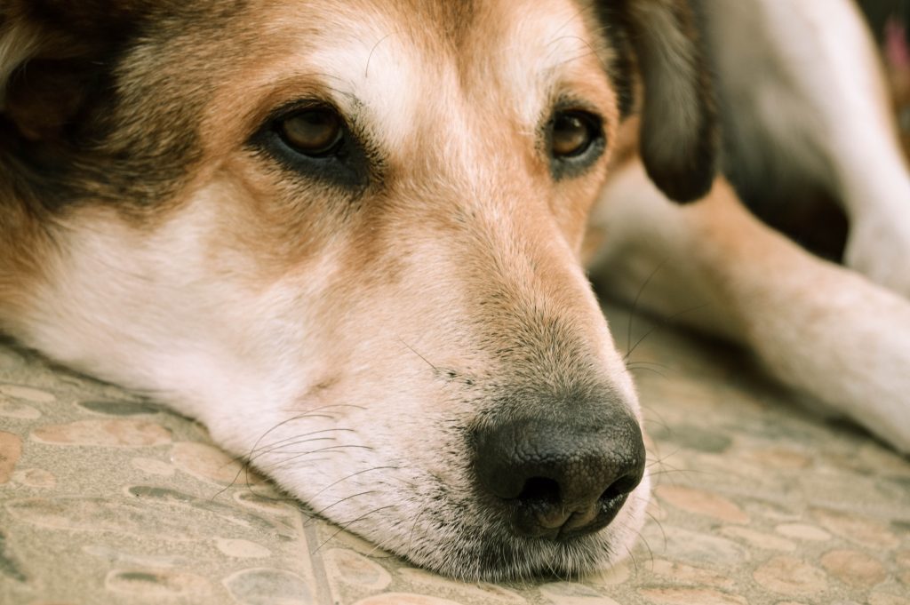 11 senales de un perro antes de morir reconoce los sintomas