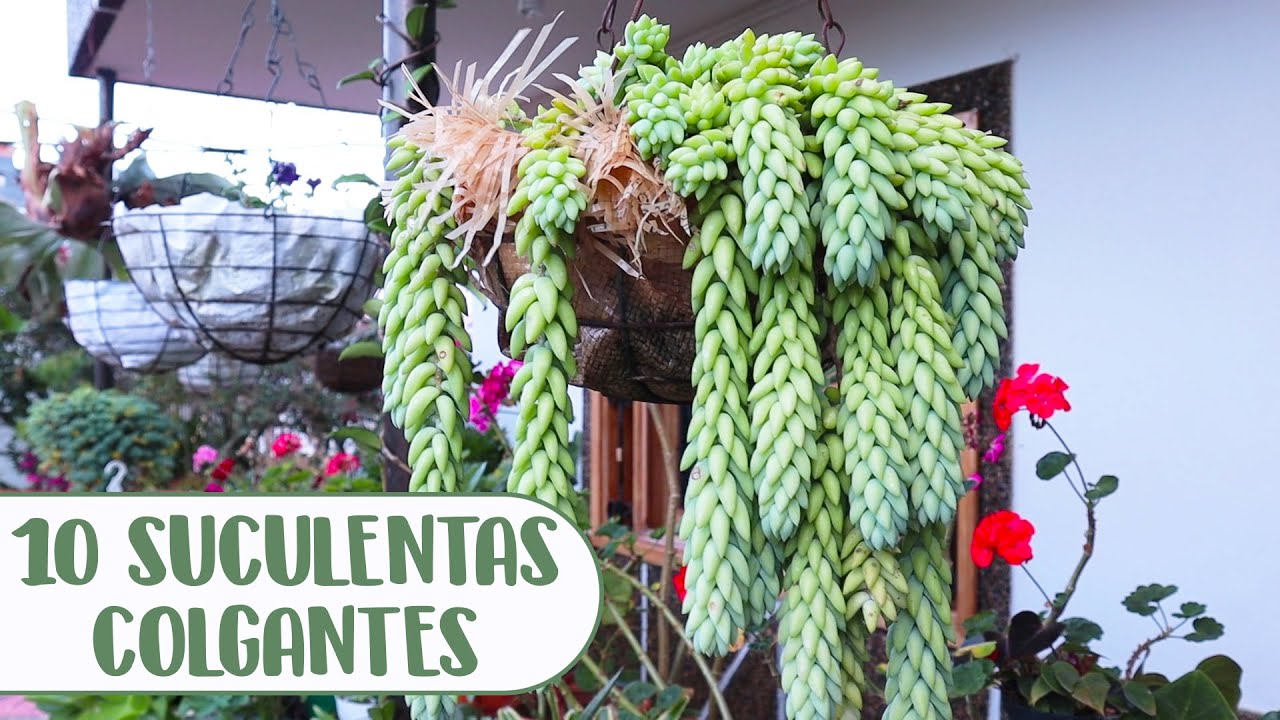 14 Variedades de Suculentas Colgantes y Cómo Cuidarlas