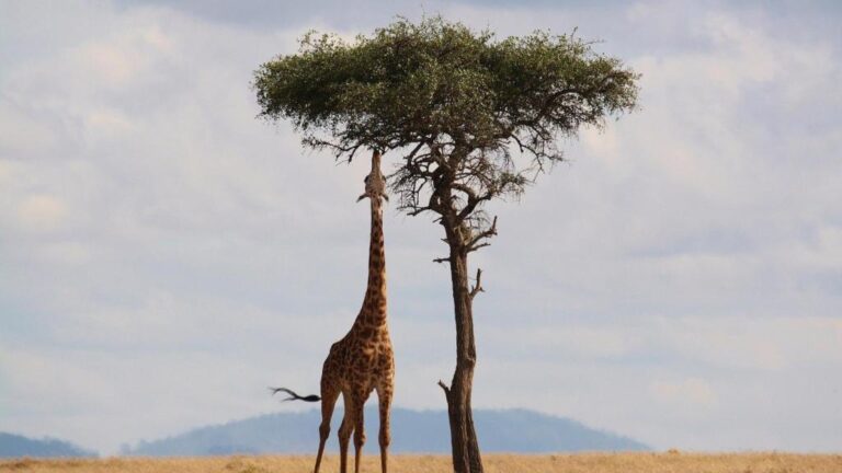 15 Animales que Duermen Mucho: Sorprendentes Curiosidades
