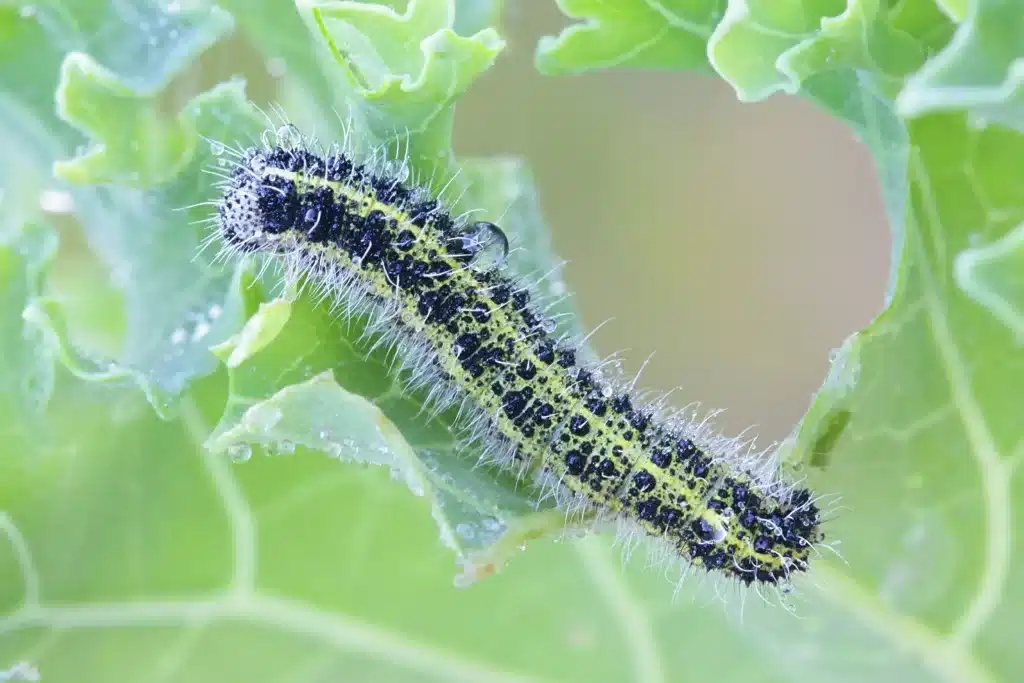 15 animales que sufren metamorfosis en su desarrollo