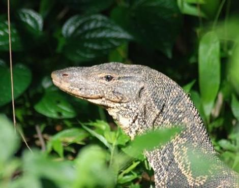 17 Animales en Peligro de Extinción en Ecuador: Iguana y Más