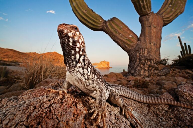20 Animales Endémicos de México: Descubre su Singularidad