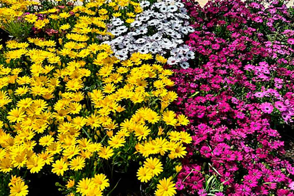 20 plantas de semisombra para embellecer tu jardin y hogar