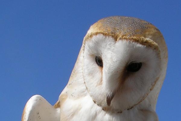 35 Animales de Sangre Fría: Fascinantes Criaturas del Reino