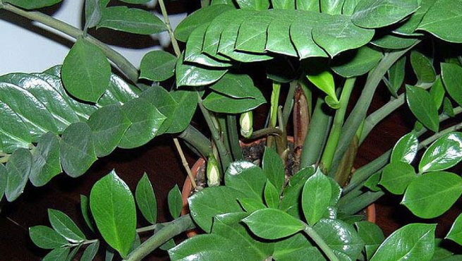 40 Plantas Tóxicas para Gatos: Fotos y Consejos de Seguridad