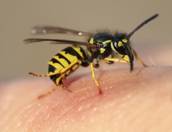 8 Picaduras Comunes: Identifica estos 22 Insectos que Pican