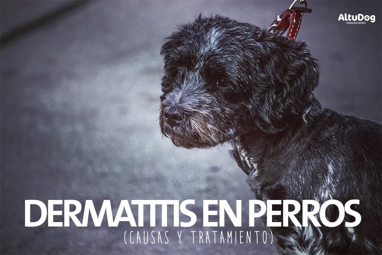 a mi perro se le sale el miembro causas y soluciones comunes