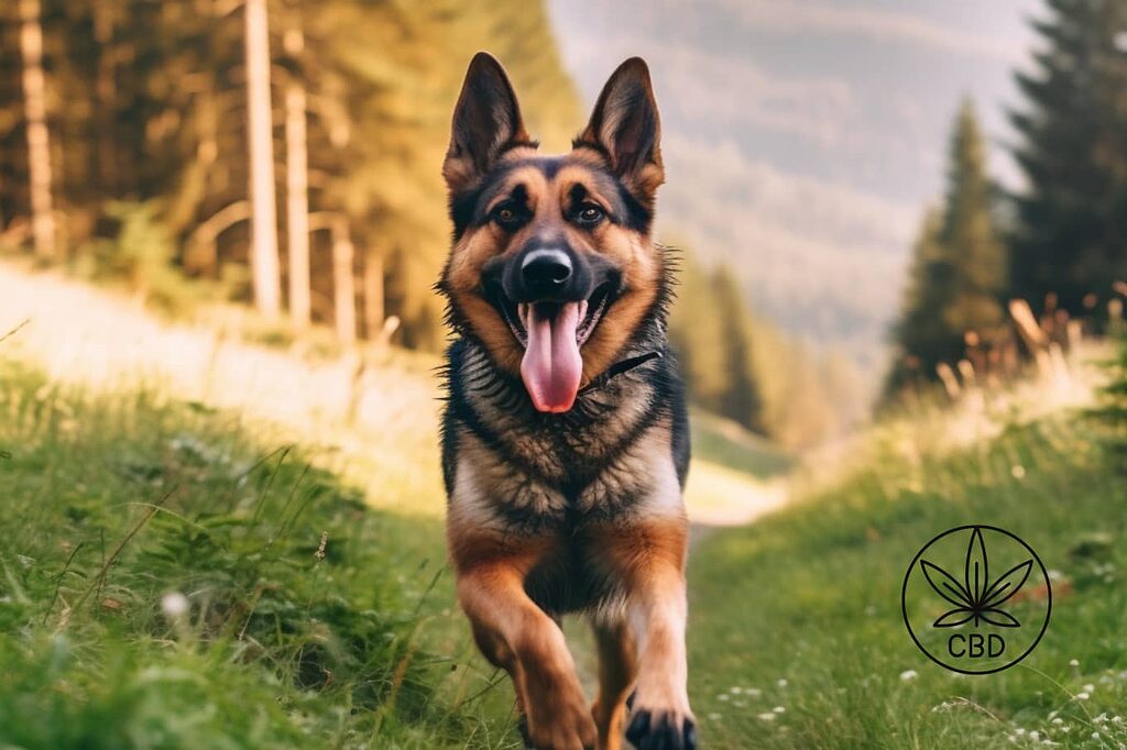 a que dosis se debe administrar aceite de higado de bacalao a perros