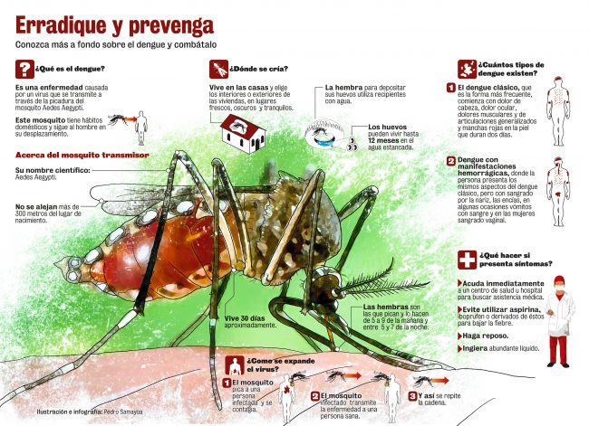 Aedes aegypti: 3 datos sobre su resistencia y reproducción
