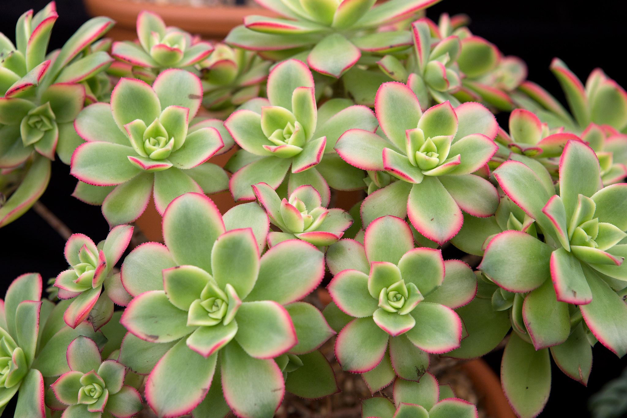 aeonium haworthii