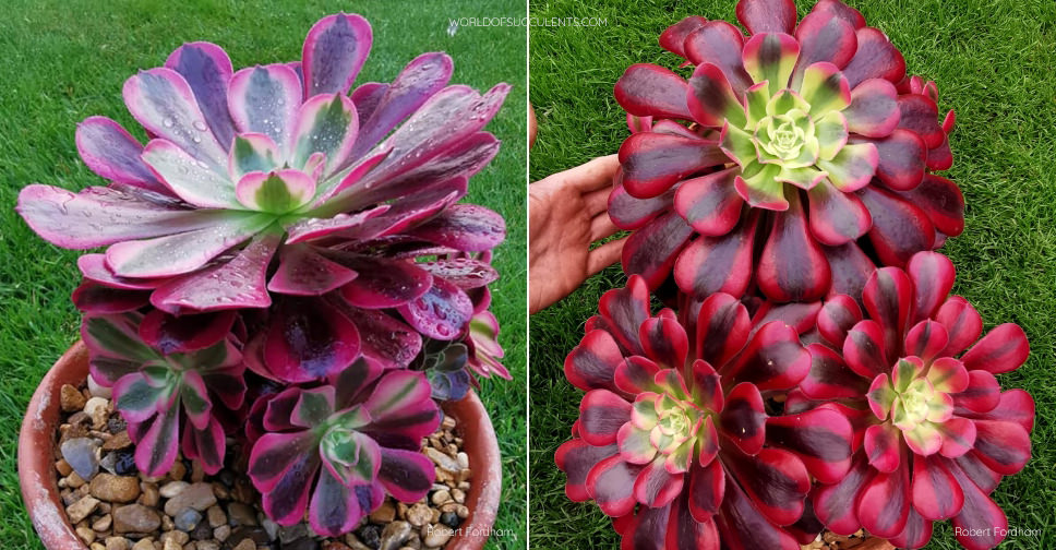 aeonium medusa