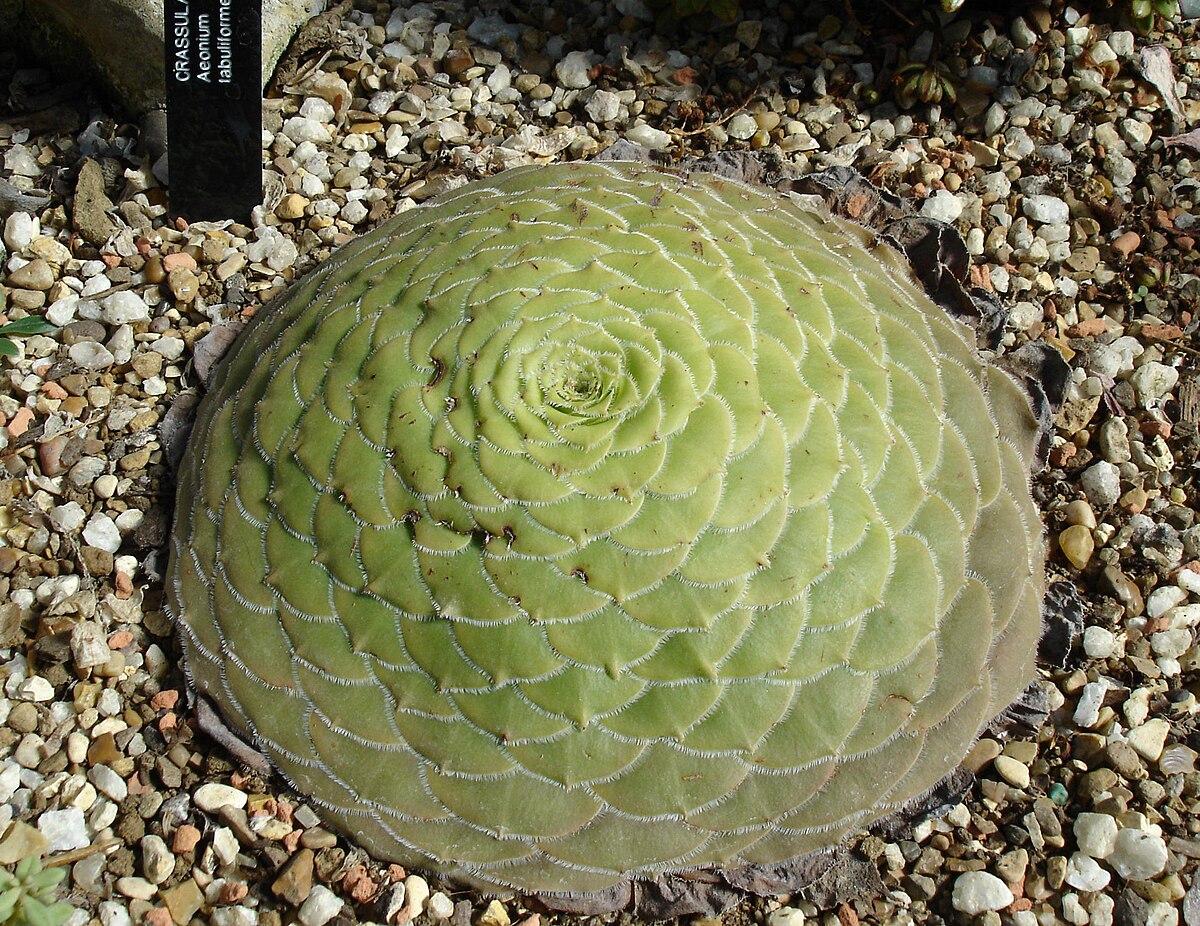 aeonium tabulaeforme