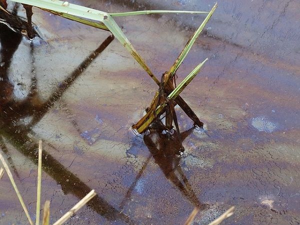 Aguas residuales en México: Tipos y su impacto ambiental