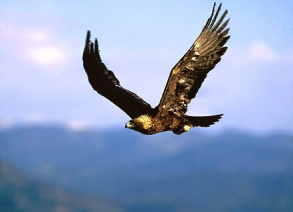 aguilas la majestuosidad y el simbolismo de estas aves
