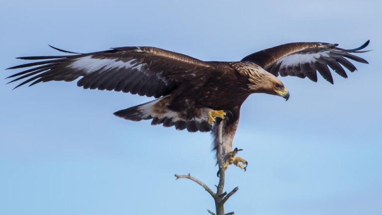 Águilas reales: Majestuosidad y conservación de la especie