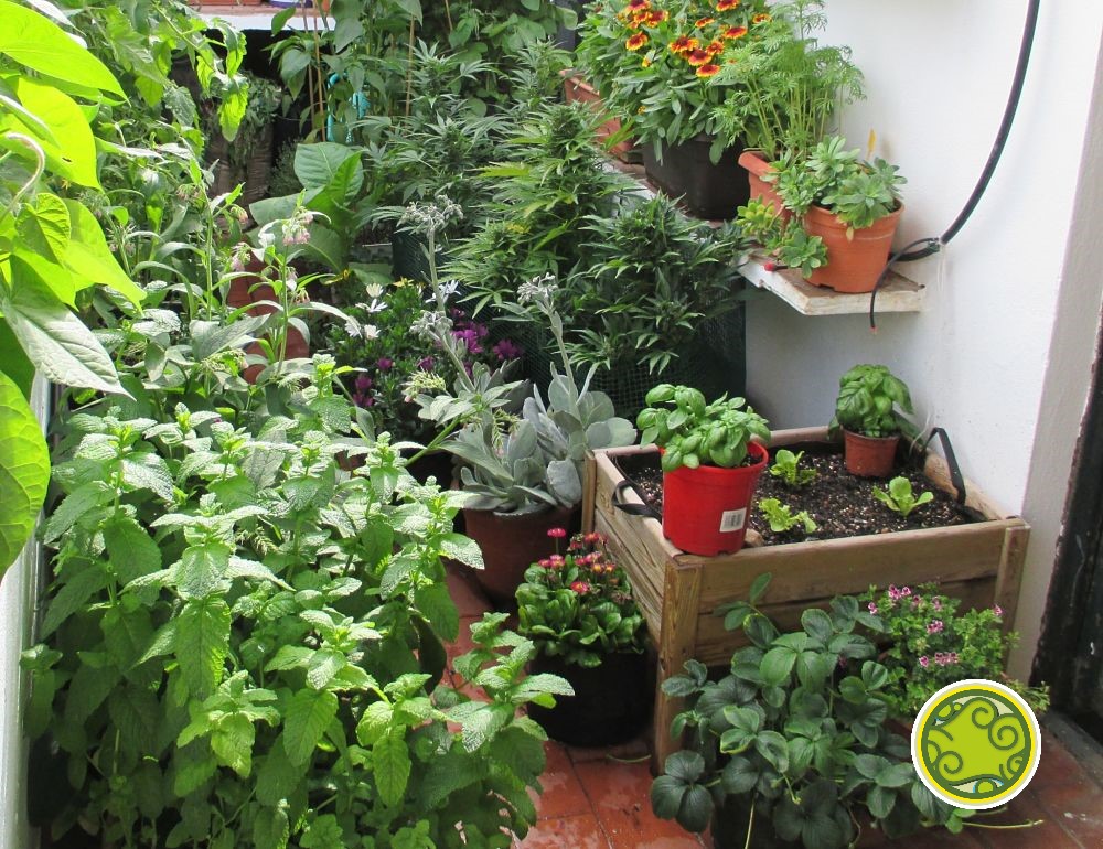 alelopatia que es tipos y ejemplos de plantas acompanantes