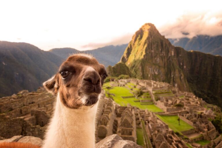 Alpaca vs Llama: Conoce las Diferencias Clave entre Ellos