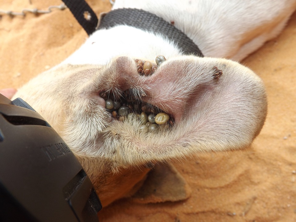 anemia en perros causas sintomas y tratamiento eficaz