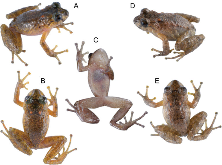 Anfibios y reptiles: Nostrilos y su diversidad en el hábitat