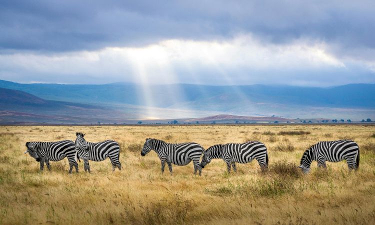 Animal herbívoro: Definición, tipos y ejemplos con FOTOS