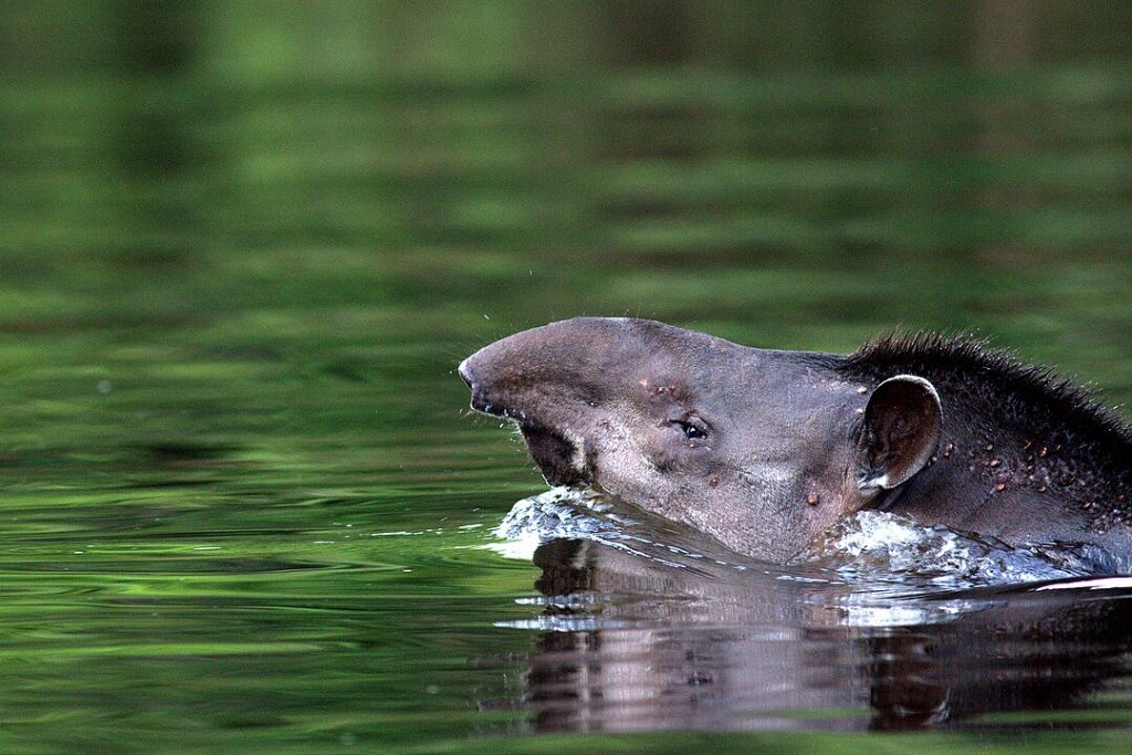 animal tapir razones detras de su peligro de