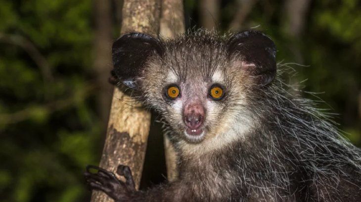 Animales con pelos: características y ejemplos ¡Descúbrelo!