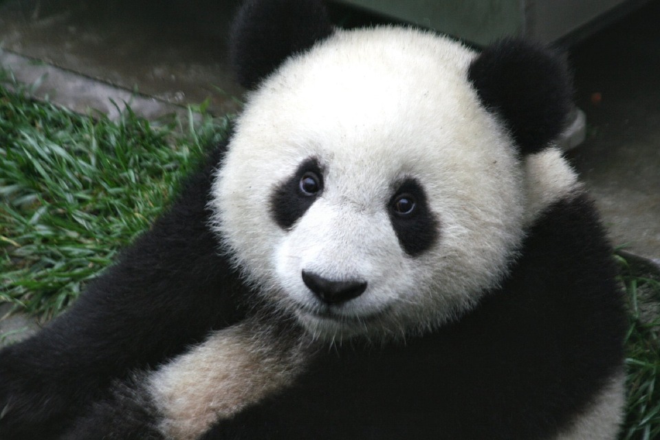 animales de asia conoce al fascinante animal de asia