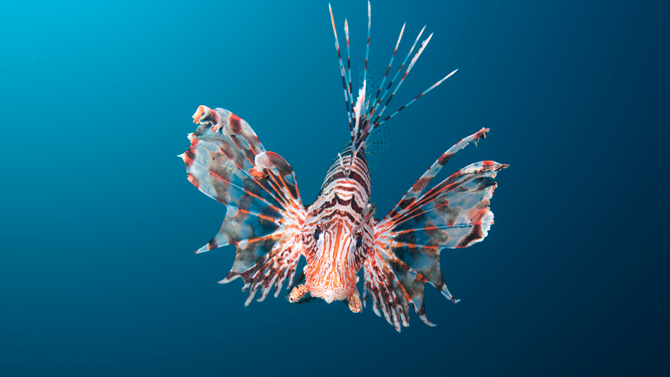 animales de australia 10 peligrosos habitantes de su fauna
