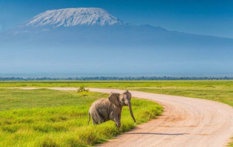 Animales de la sabana: Descubre su vida y hábitat interesante