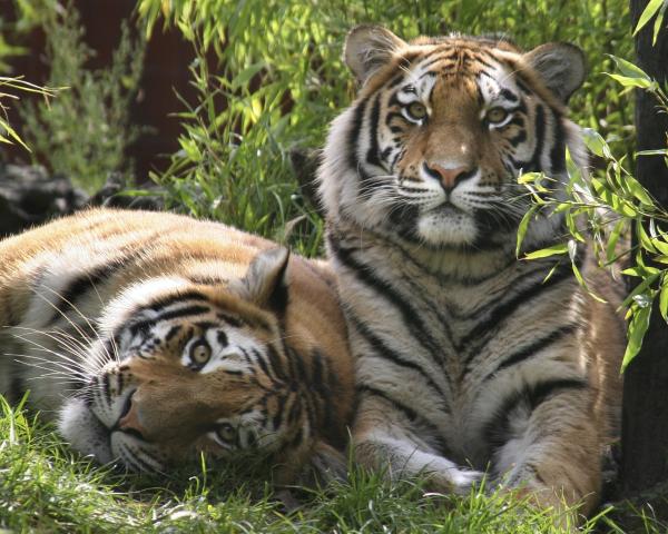 Animales de Puebla: Descubre 20 Especies Fascinantes