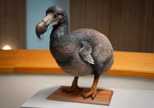 Animales lentos: Descubre los 10 más lentos del mundo