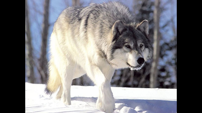 animales mas fuertes conoce al animal mas fuerte del mundo