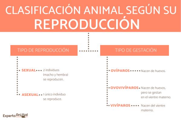 Animales ovovivíparos:Características, ejemplos y más