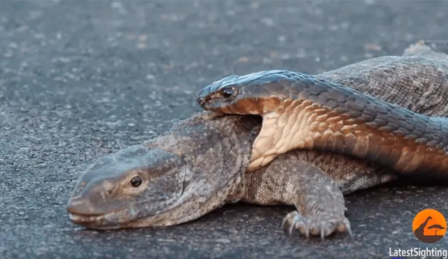 Animales peligrosos: Descubre los 20 más temibles del mundo