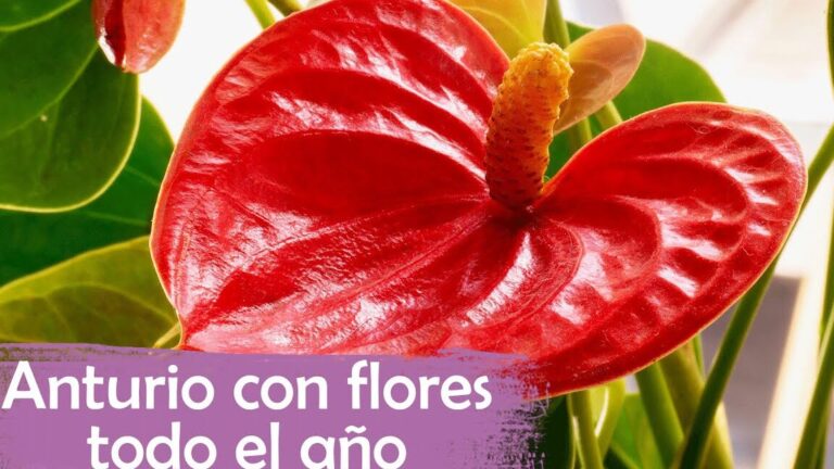 Anturios: Cuidados esenciales para el anturio rojo en casa