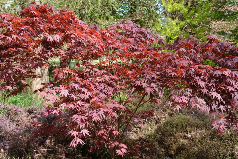 Árbol arce japonés: variedades y cuidados esenciales