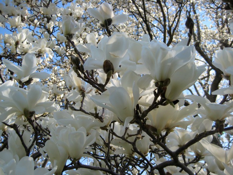 arbol de magnolia cuidados esenciales y epoca de floracion