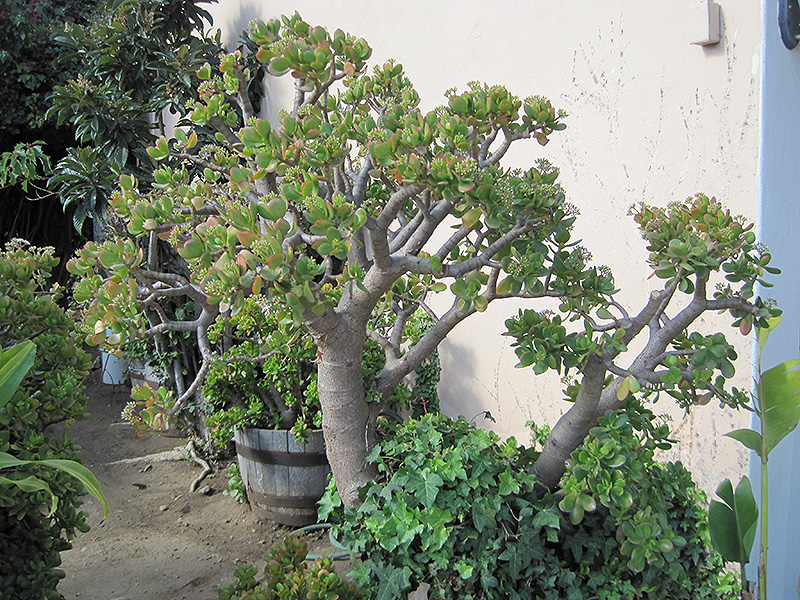 arbol jade