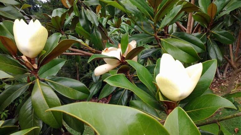Árboles de magnolia: 12 tipos y sus hermosas flores