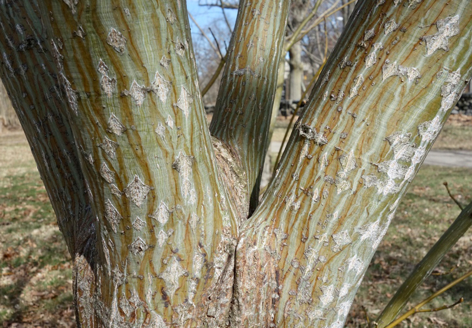 arboles maravillosos 10 especies y sus increibles historias