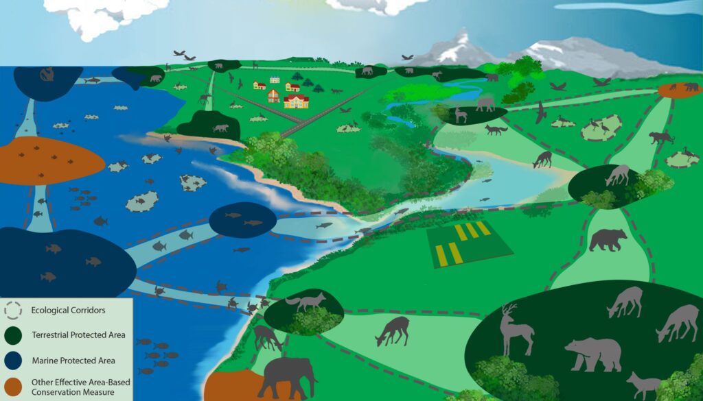 areas naturales protegidas que son y por que son esenciales
