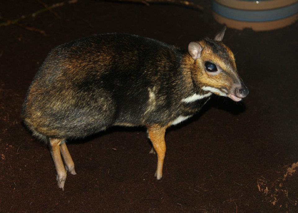 armadillos todo sobre estos singulares mamiferos acorazados