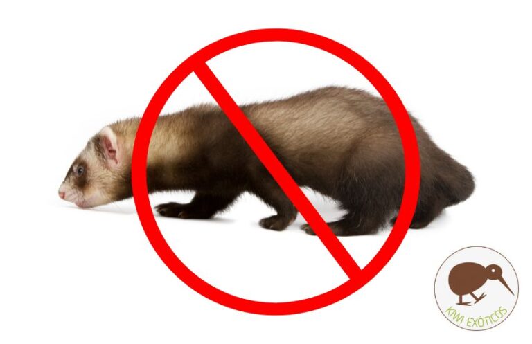 Armiño como mascota: todo lo que debes saber sobre armiños