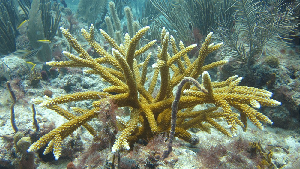 arrecife de coral que es formacion tipos y ubicacion