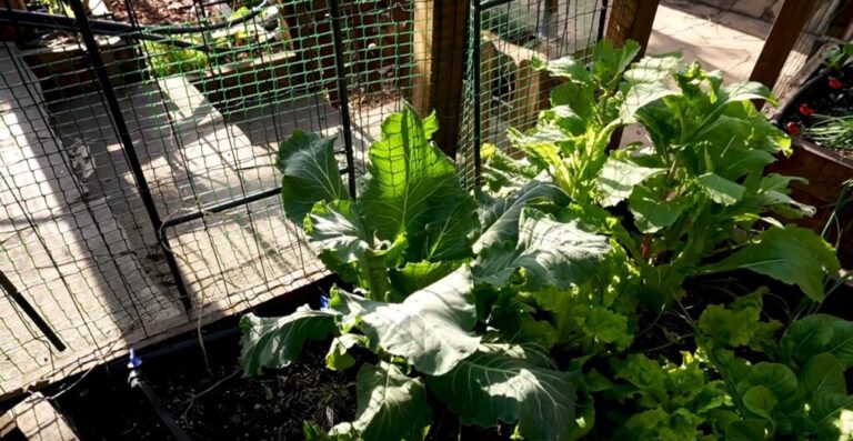 Autopolinización: Qué es y cómo beneficia a las plantas