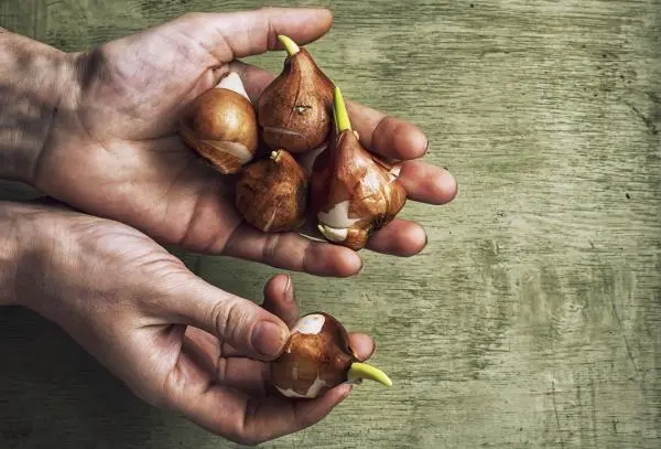 Avellanas: Cuidados esenciales para el árbol de avellano