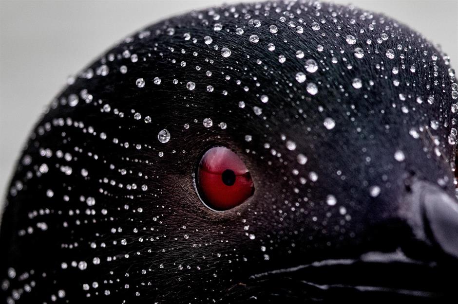 aves migratorias descubre su fascinante viaje y habitats