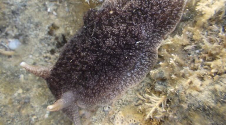 Babosa: Es este animal realmente venenoso para los humanos