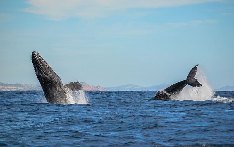 ballena azul 4 datos fascinantes sobre el mamifero gigante