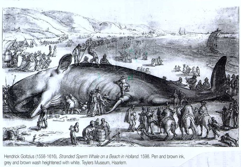 ballena dibujo la fascinante evolucion de las ballenas